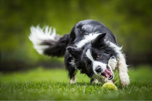 Бордер-колли